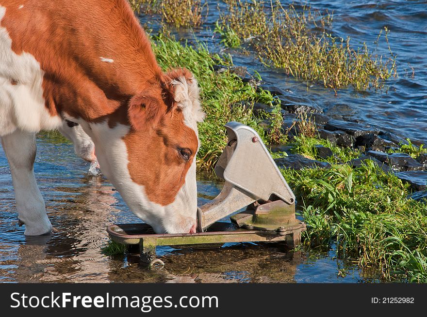 Red spotted cow drinking while standing in water