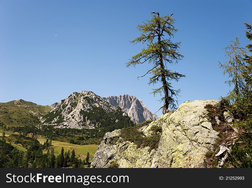 Conifer on a rock in front of a mountain scenery in Austria. Conifer on a rock in front of a mountain scenery in Austria