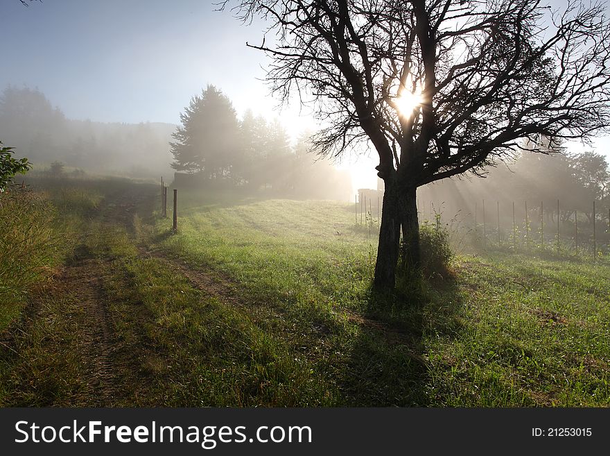 Sun rays in meadow with tree