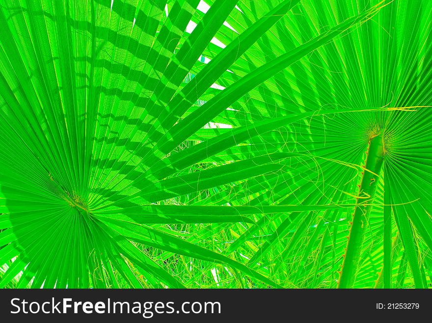 Green tropical sheet