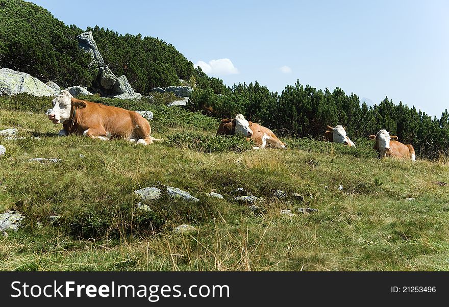 Ruminant cows drowsing in the heat on the alp in Austria. Ruminant cows drowsing in the heat on the alp in Austria