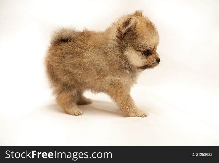 Cute little puppy on white background. Cute little puppy on white background