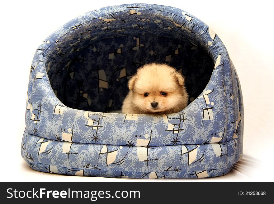 Cute little puppy in doghouse on white background. Cute little puppy in doghouse on white background