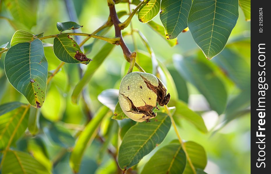 Ripe walnut growing on a tree