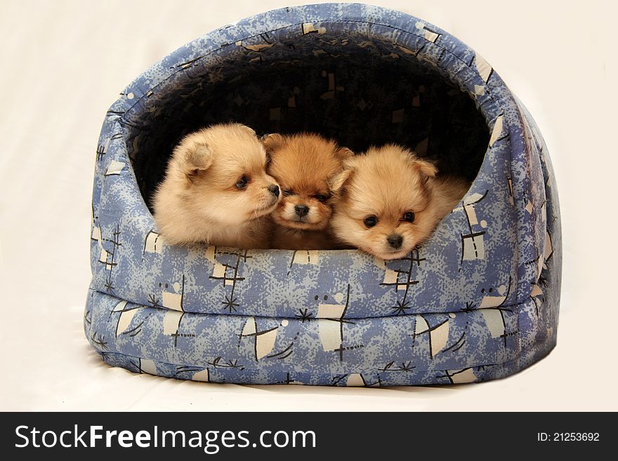 Three Cute little puppy in doghouse on white background. Three Cute little puppy in doghouse on white background