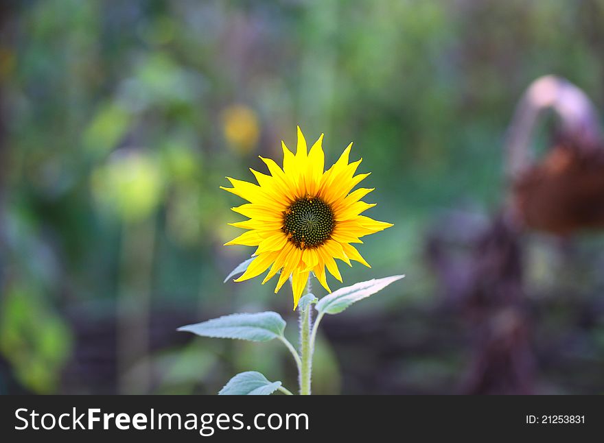 Sunflower in the beautiful garden