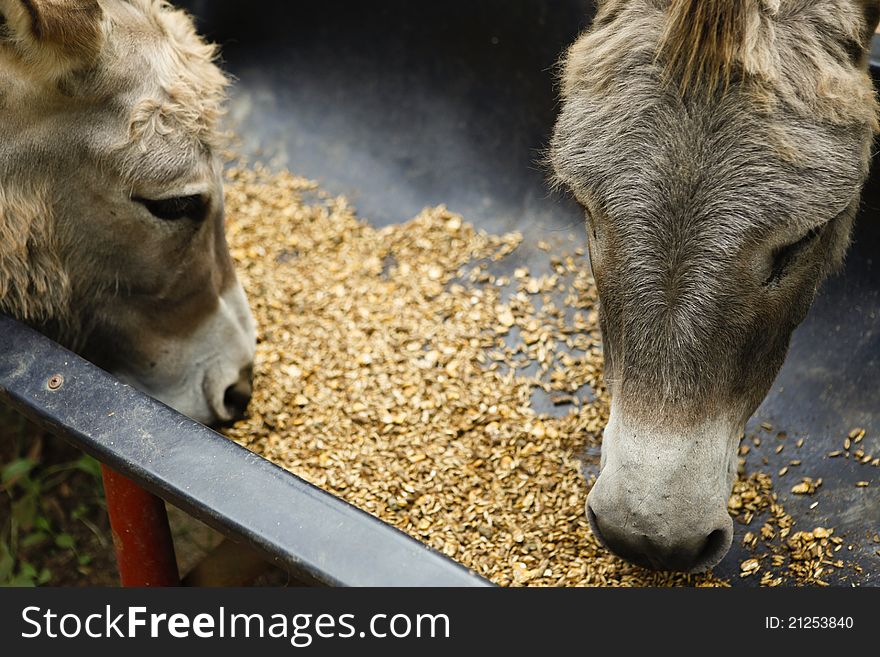 Donkeys Feed