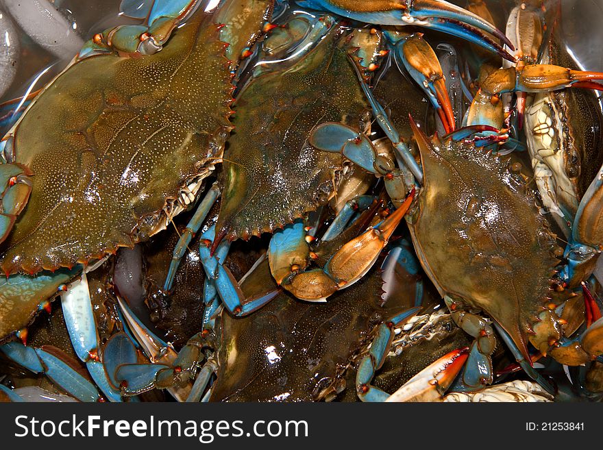 Ice chest full of fresh caught blue crabs