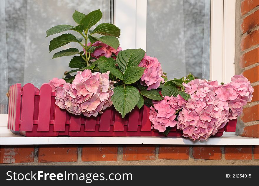 The hydrangea blossoms in a box on a window. The hydrangea blossoms in a box on a window