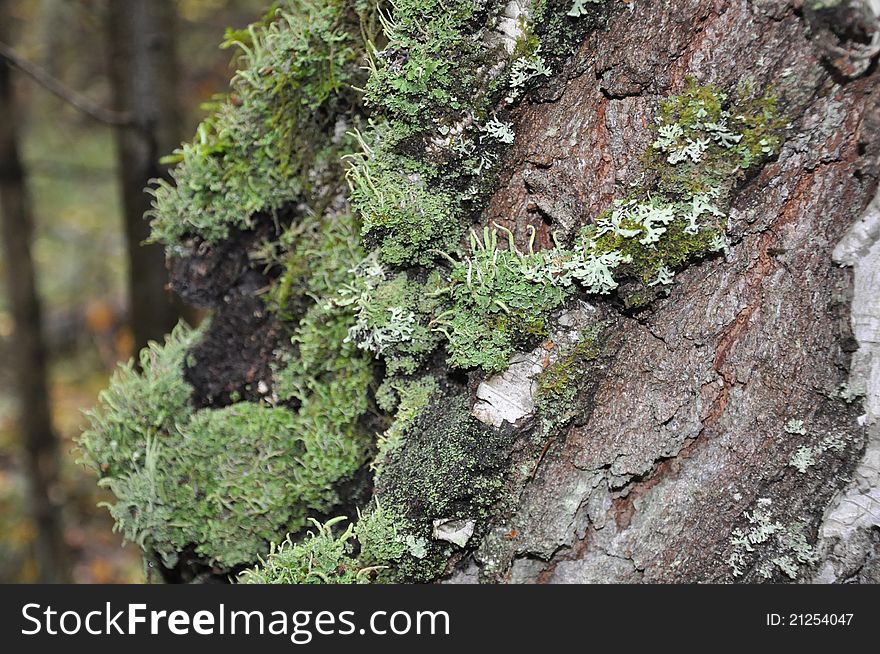 Lichens, moss grow on a birch. Lichens, moss grow on a birch