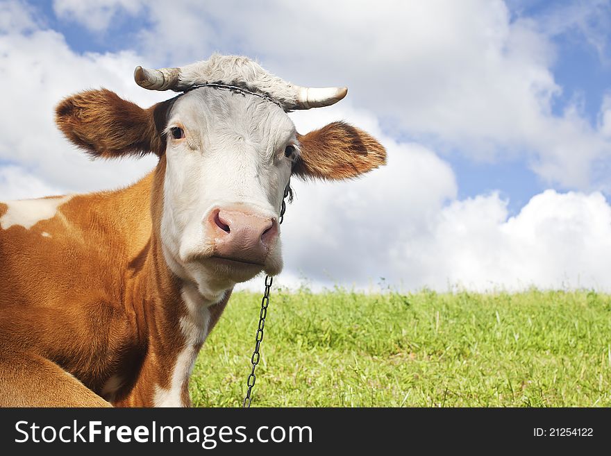 A brown cow with chain posing for the photograph