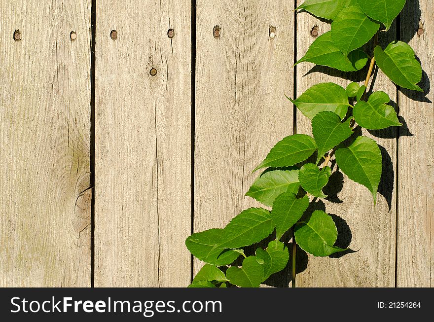 A tendril of ivy creeps up a fence, with copyspace