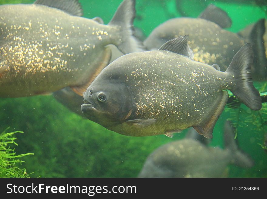 Underwater shot of wild piranhas