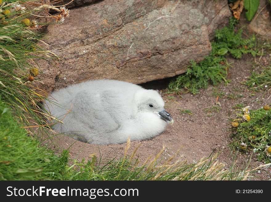 Fulmar Chick (Fulmarus Glacialis)