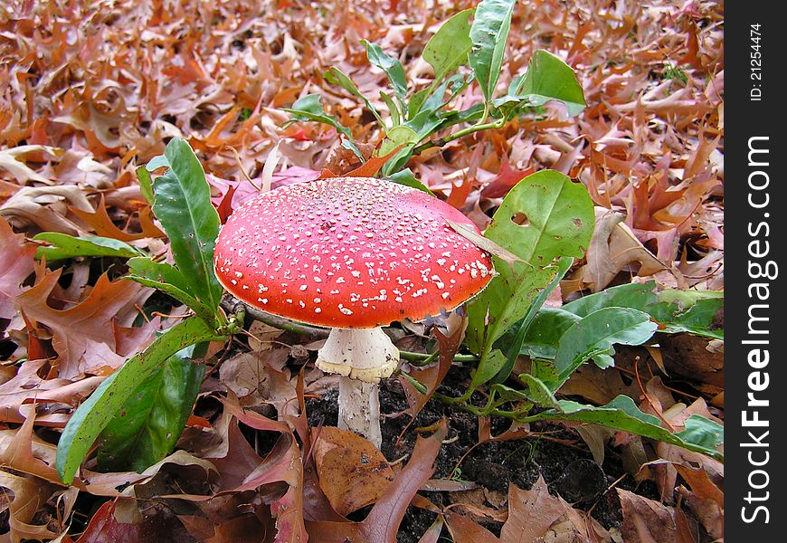 Fly agaric mushroom Amanita Muscaria