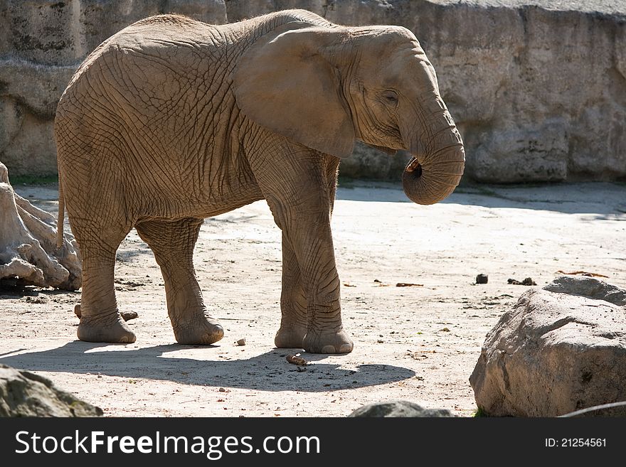 African elephant (Loxodonta africana) in the rocks