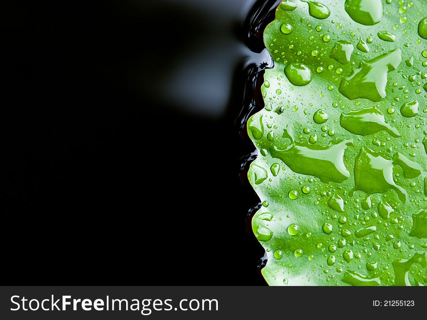 Close Up Of Rain Drop On Lotus Leaf