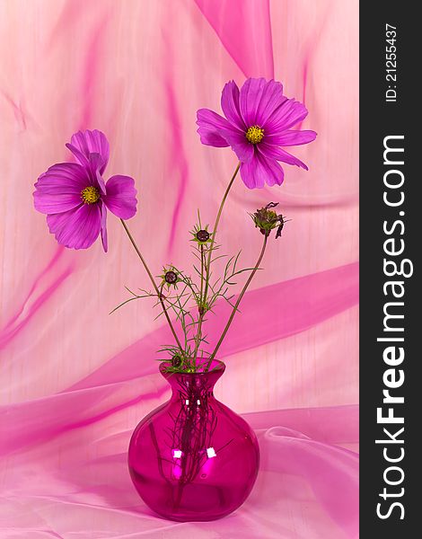 Close up,A Pretty Pink Flower in Vase .