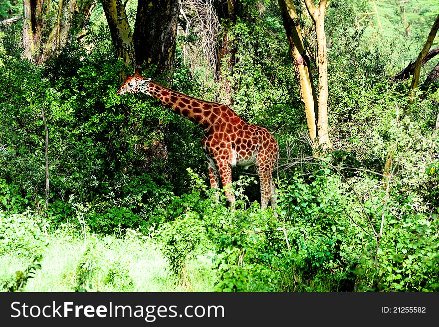 Nice giraffe in national park. Nice giraffe in national park