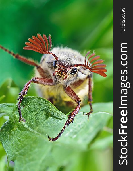 Maybug Sitting On Green Leaf