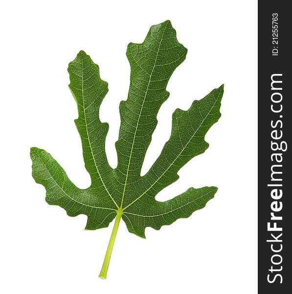 Close-up of green leaf of fig tree isolated on a white background