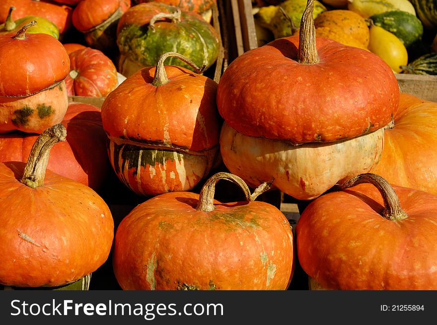 Red gourds and pumpkins background