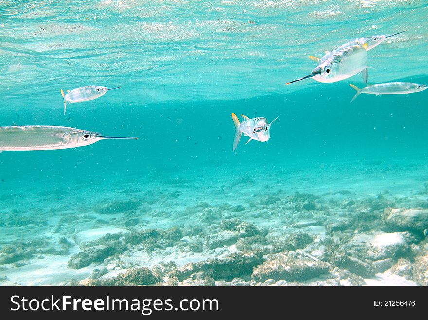 Snorkelling with a group of balao fishes. Snorkelling with a group of balao fishes