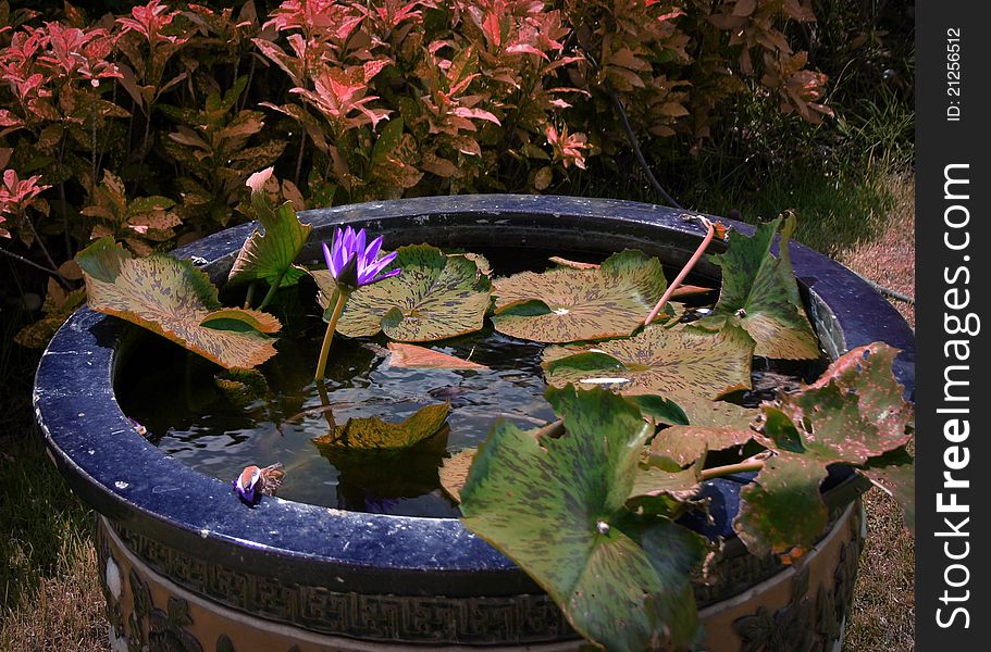 A lone lotus flower rises from a pool of lily pads on the grounds of a sacred temple in Thailand. A lone lotus flower rises from a pool of lily pads on the grounds of a sacred temple in Thailand.