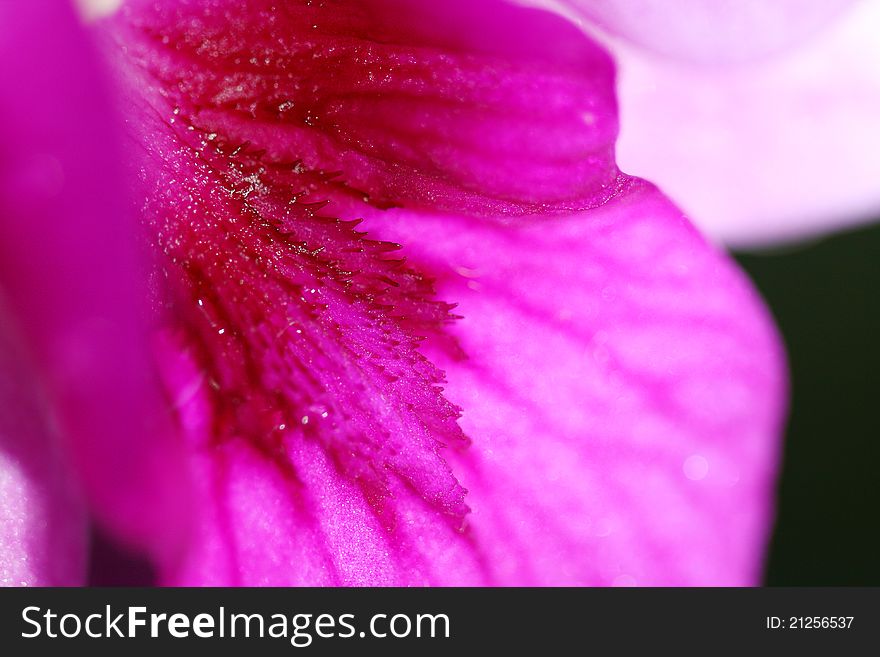 Close up Orchid ,Selective focus on center