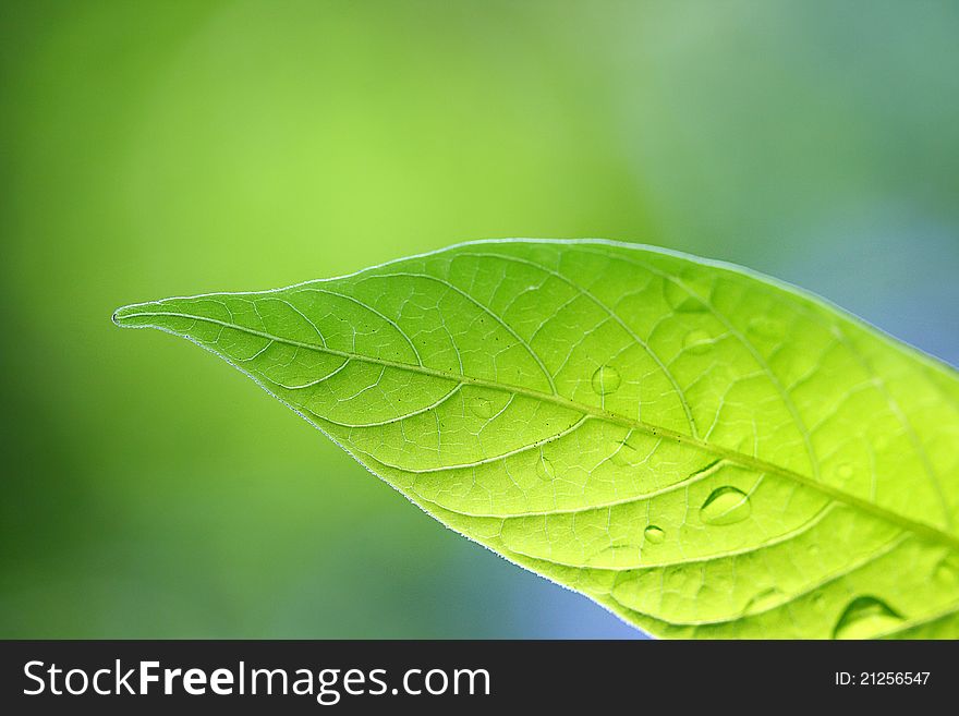 Close up leaf