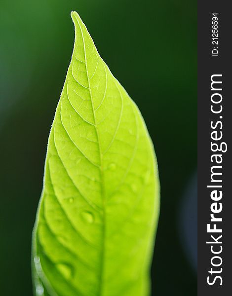 A close up a leaf under nature light. A close up a leaf under nature light