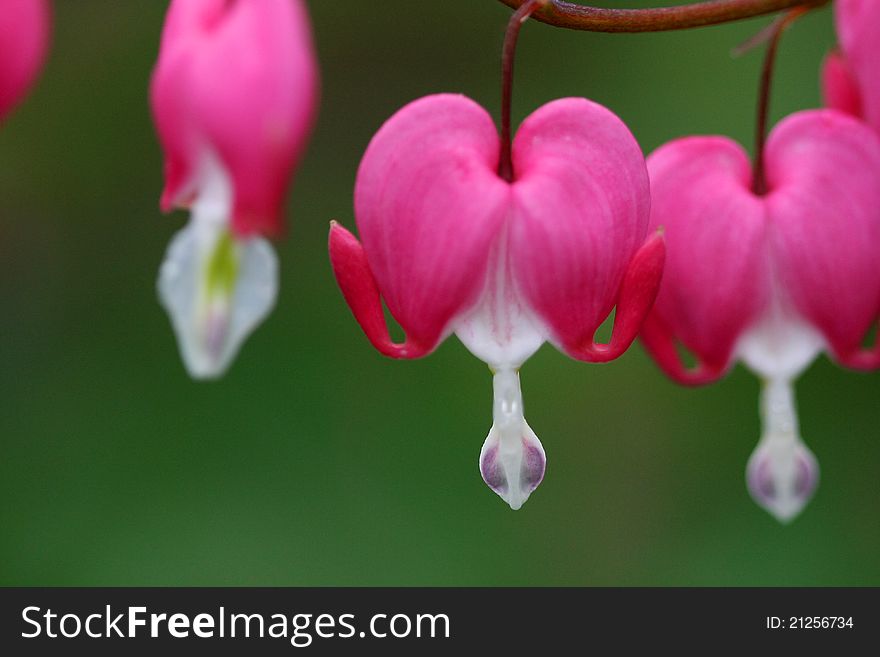 Macro of our bleeding heart bush. Macro of our bleeding heart bush