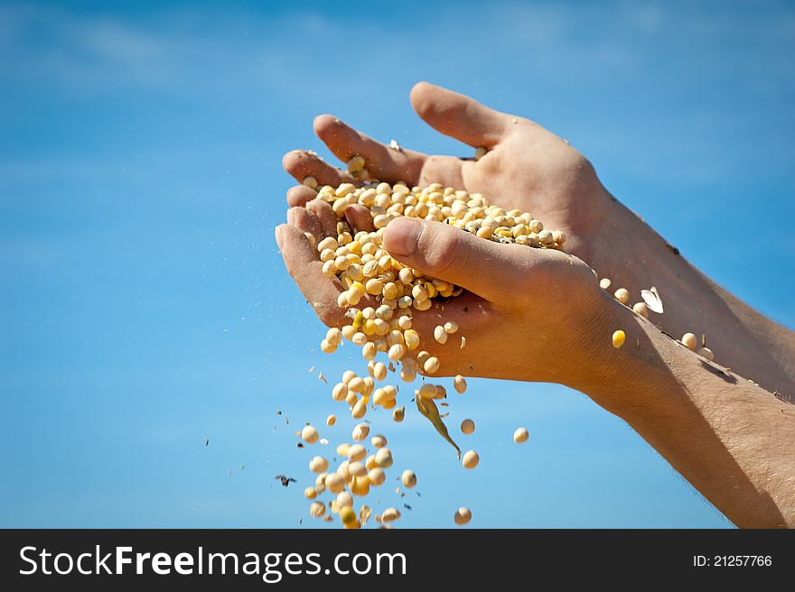 Human hands pouring soy beans after harvest. Human hands pouring soy beans after harvest