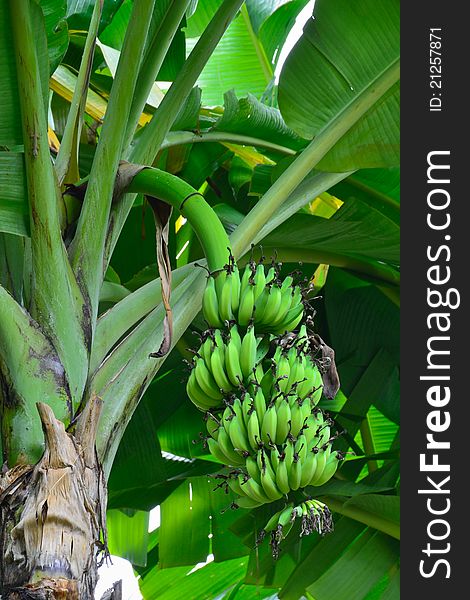 Close up shot of a head of bananas on a banana tree