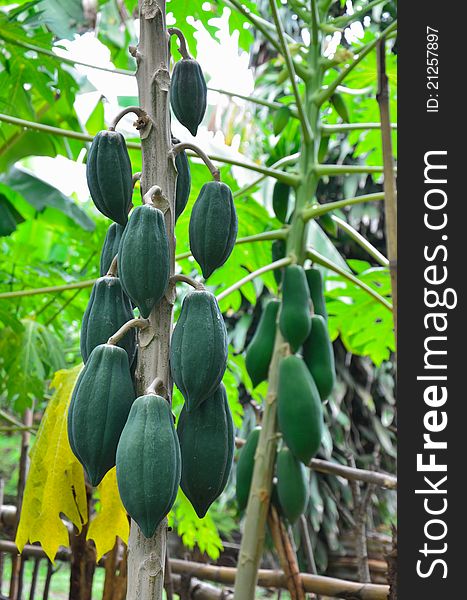 Papayas On Tree