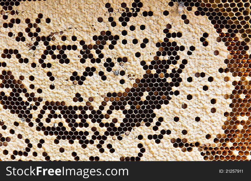 Honey comb and a Bee larvae