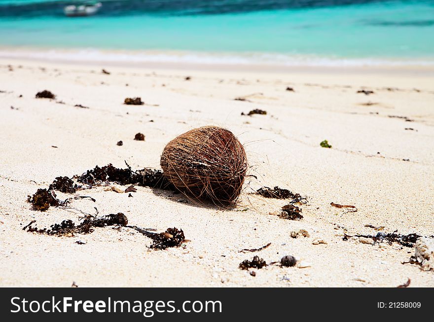 Coconut on a white sandy beach. Coconut on a white sandy beach