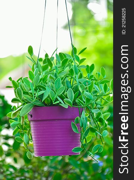 Varieties of ivy (Dave Dunk) with a purple pots.