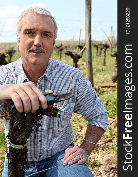 Man in vineyards with shears