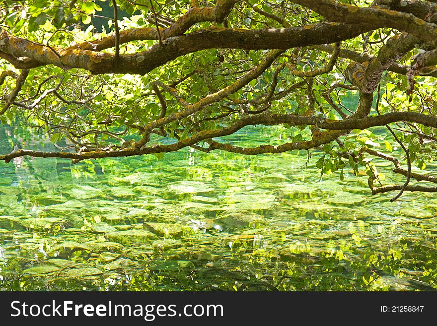 Beautiful lake and green trees