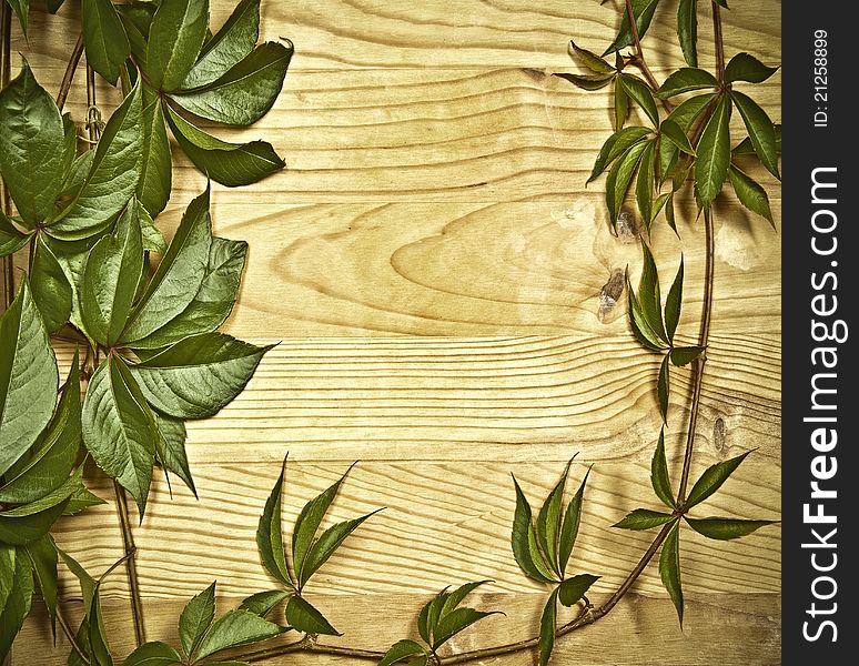 Wild vine branch on wooden background with empty apace