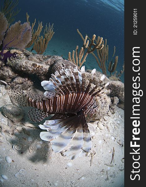 Lionfish swimming over a coral reef, Bahamas. Lionfish swimming over a coral reef, Bahamas