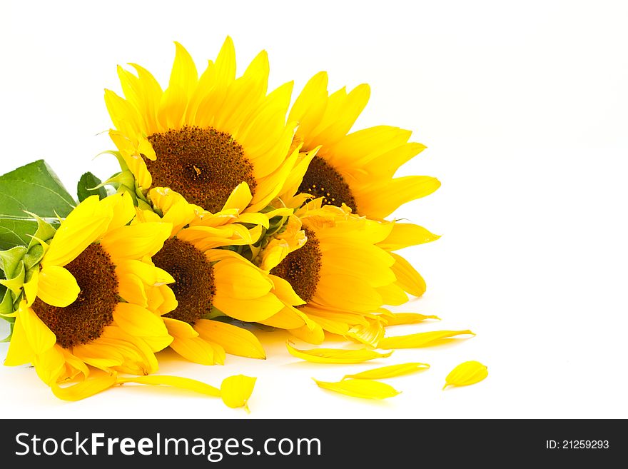 Beautiful bouquet of sunflowers on a white background
