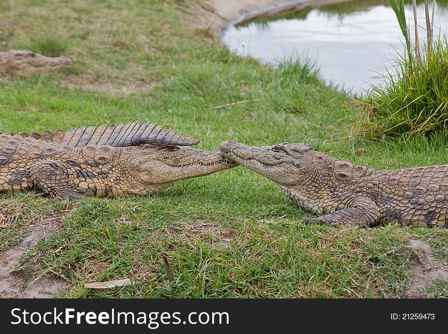 Crocodiles next to a pond touching nose, South Africa. Crocodiles next to a pond touching nose, South Africa