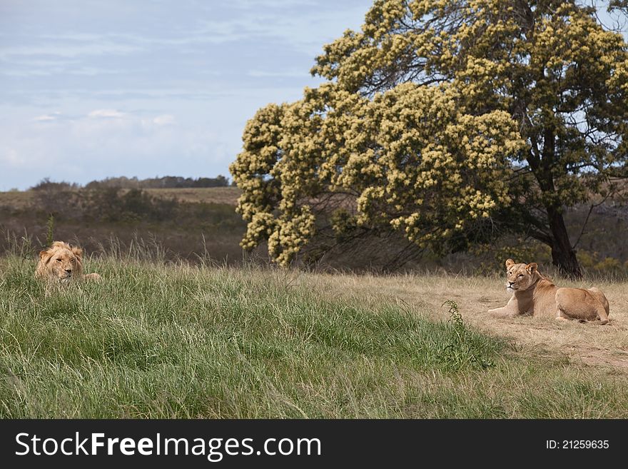 Lion and lioness lying down in grassland, South Africa. Lion and lioness lying down in grassland, South Africa