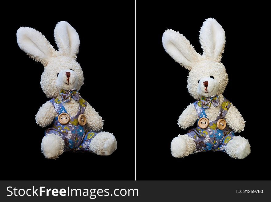 Teddy rabbit on a isolated black background