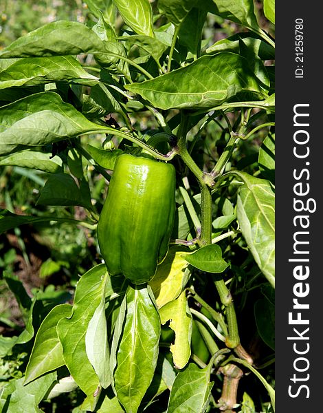 Green sweet pepper on the plant outdoors. Green sweet pepper on the plant outdoors