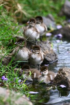 Ducklings By The Pond Stock Photo Ducklings By The Pond Stock Photo