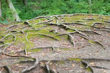 Tree Roots Stock Photos Tree Roots Stock Photos