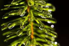 Water Drops Frozen On Pine Tree Royalty Free Stock Photography Water Drops Frozen On Pine Tree Royalty Free Stock Photography